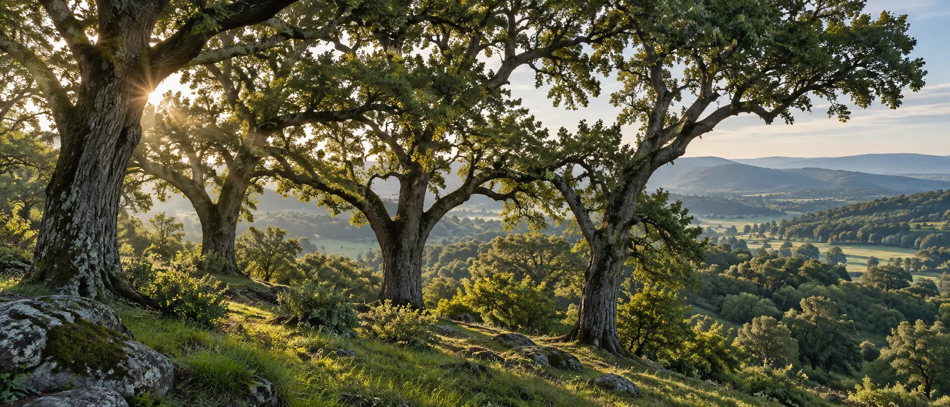 Mature oaks form a connected canopy above a sunlit woodland landscape.