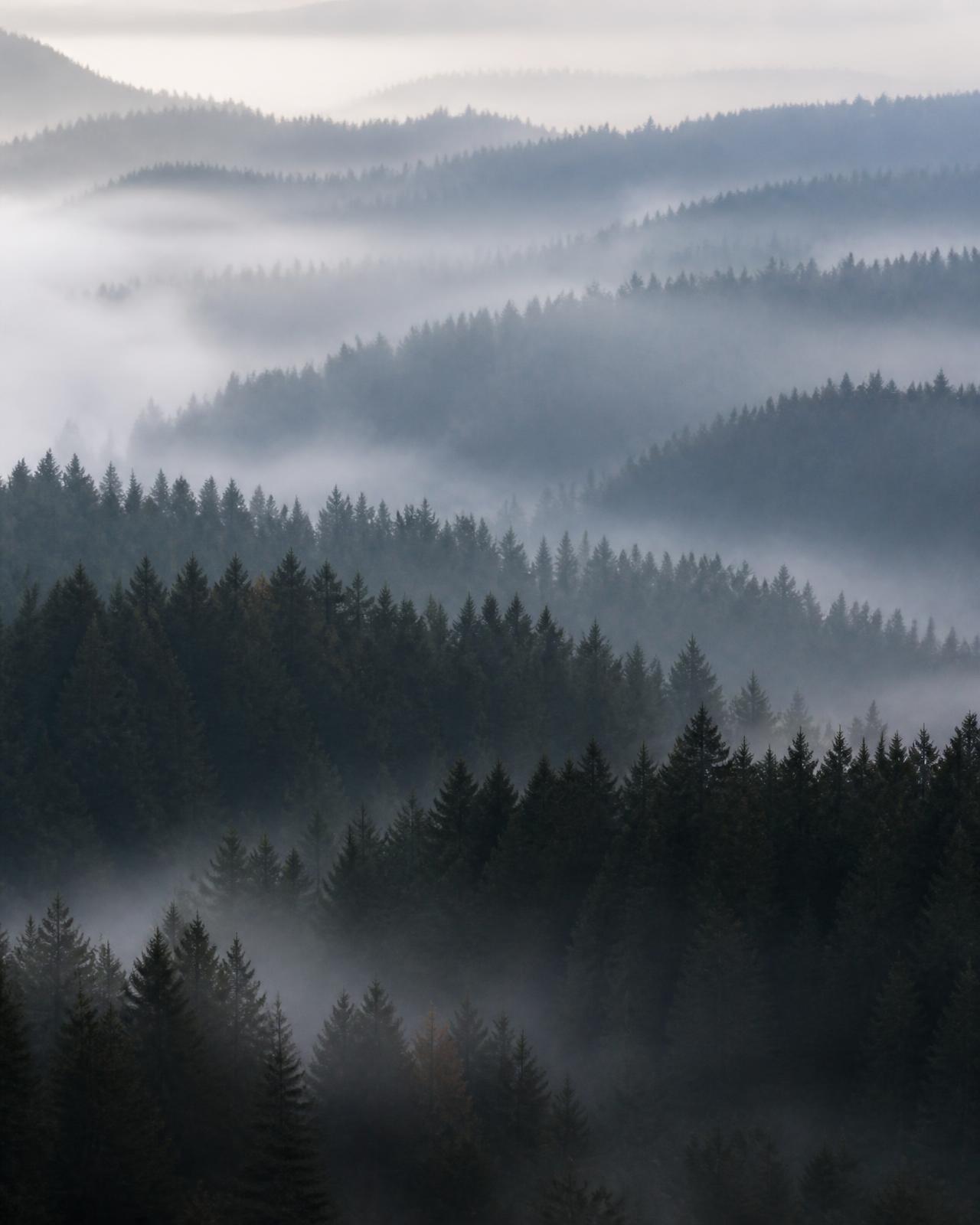 Layered forest ridges in low fog, a measured path through complexity